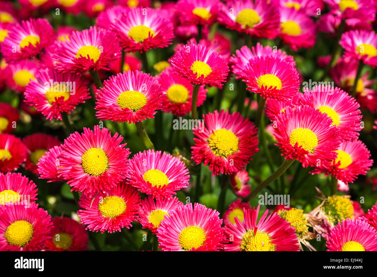 aster flowers background Stock Photo