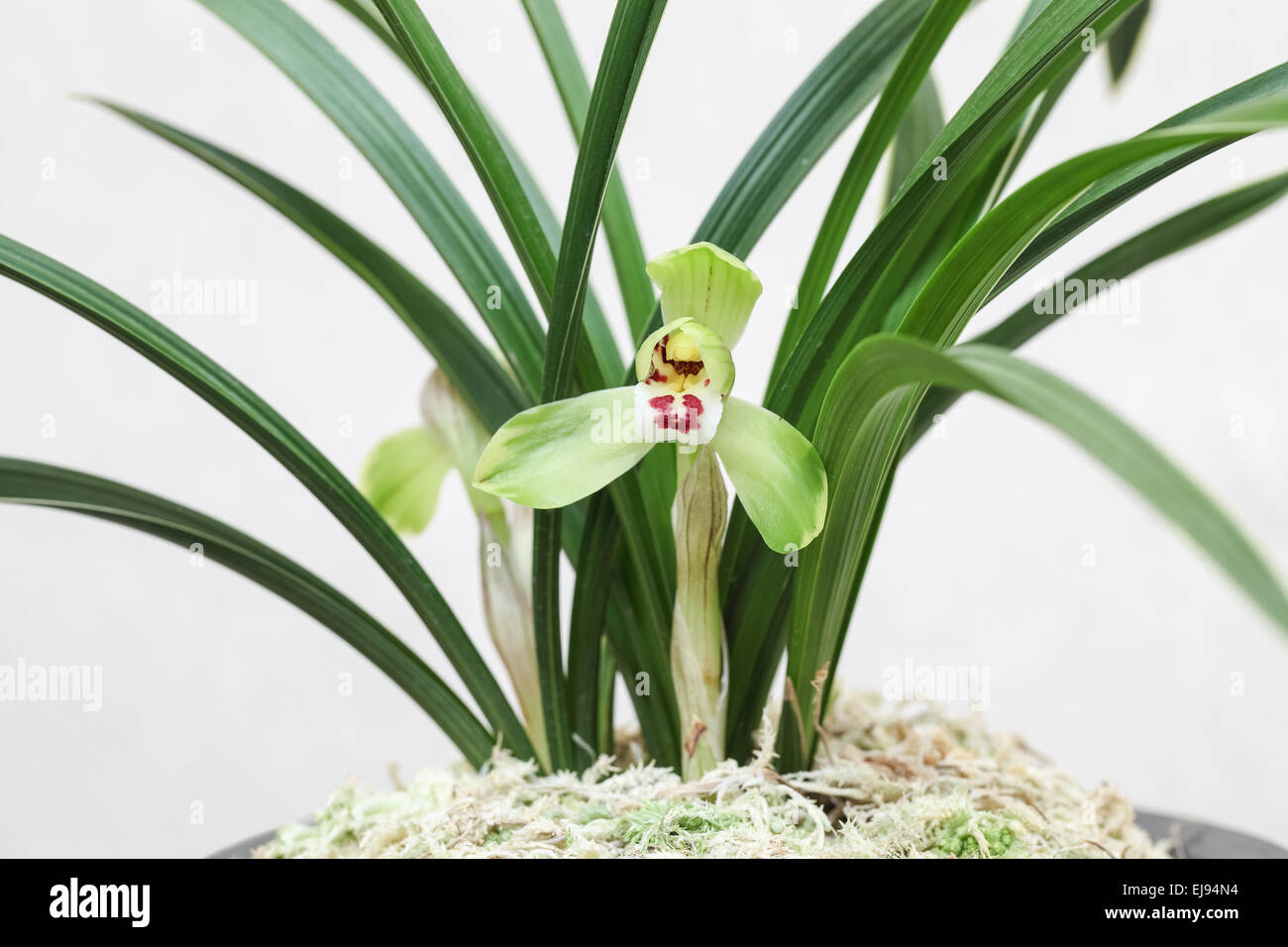 orchid bloom closeup Stock Photo