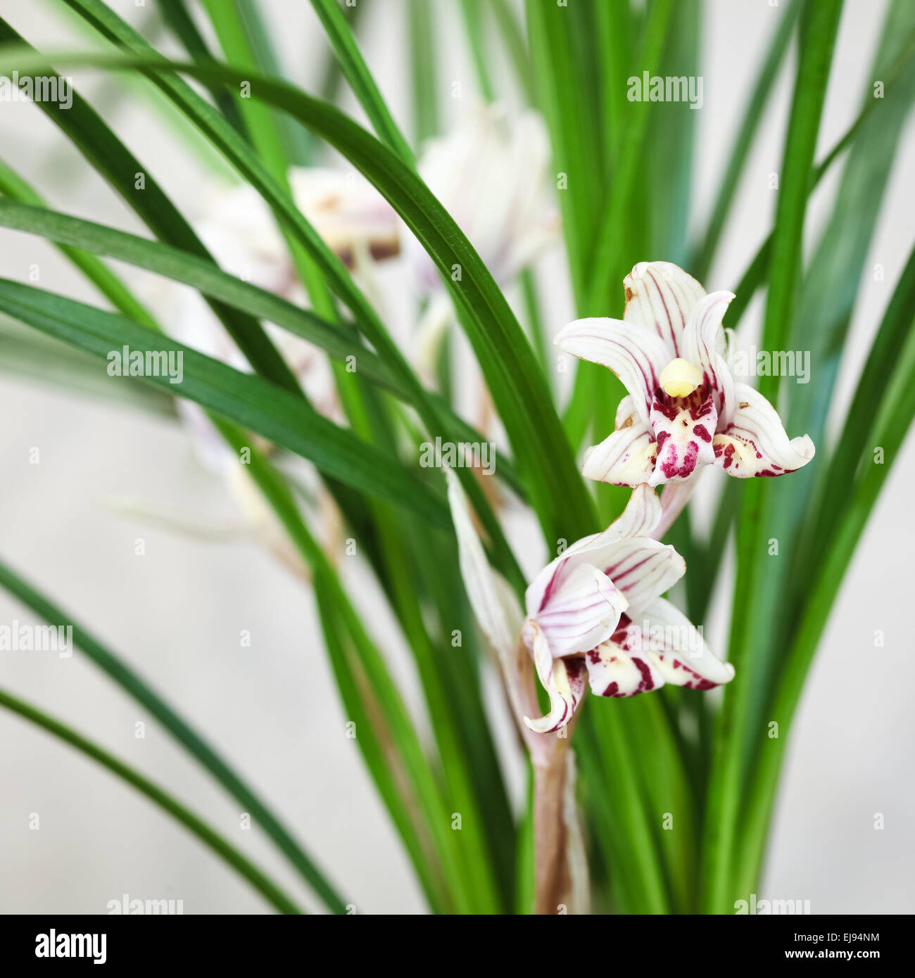 chinese orchid bloom Stock Photo