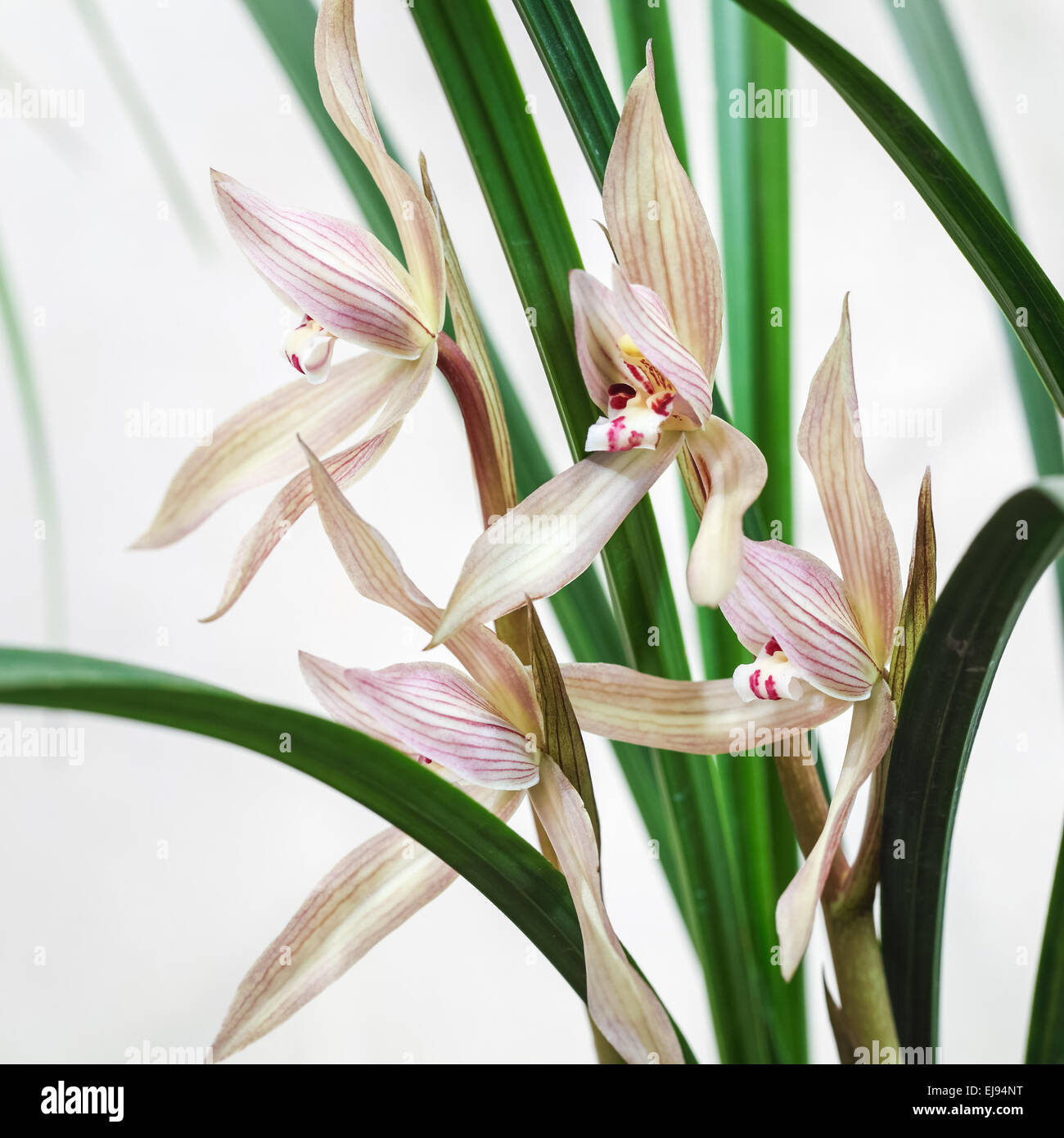 chinese orchid bloom Stock Photo