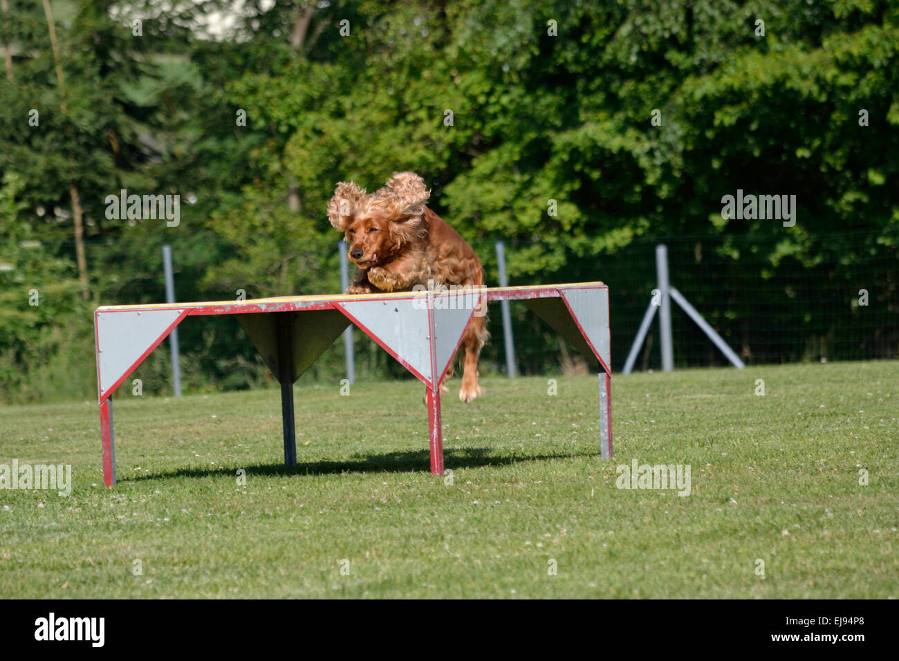 Cocker Spaniel Dog jumps on podium Stock Photo