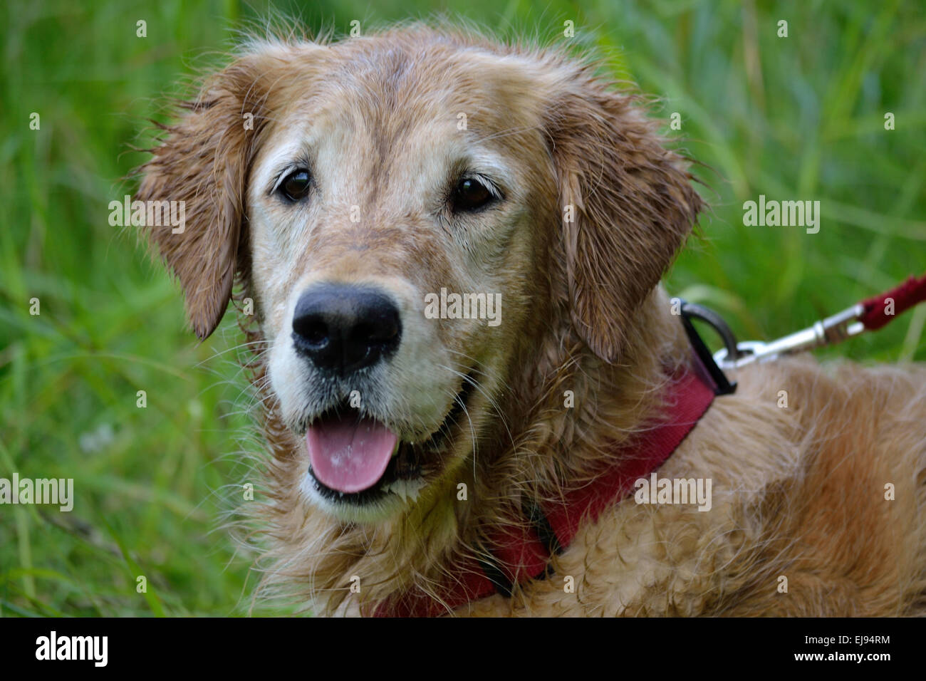 Nasser hund hi-res stock photography and images - Alamy
