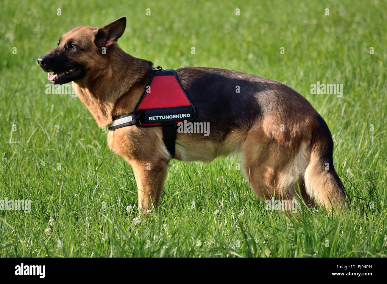 German Shepherd as a rescue dog Stock Photo