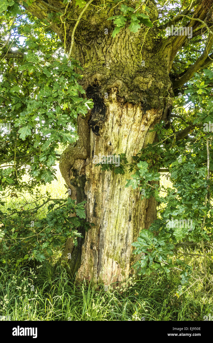 Old Oak Tree (quercus) Berkshire UK Stock Photo Alamy