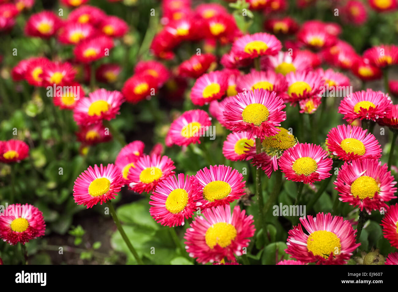 annual aster in spring Stock Photo
