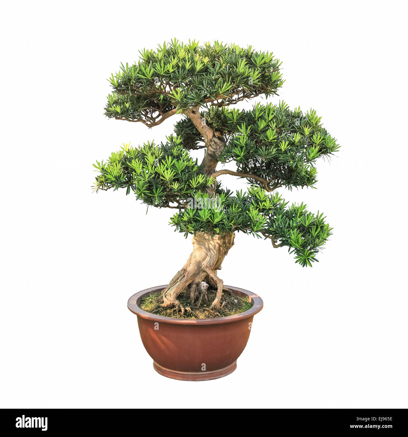 bonsai elm tree Stock Photo