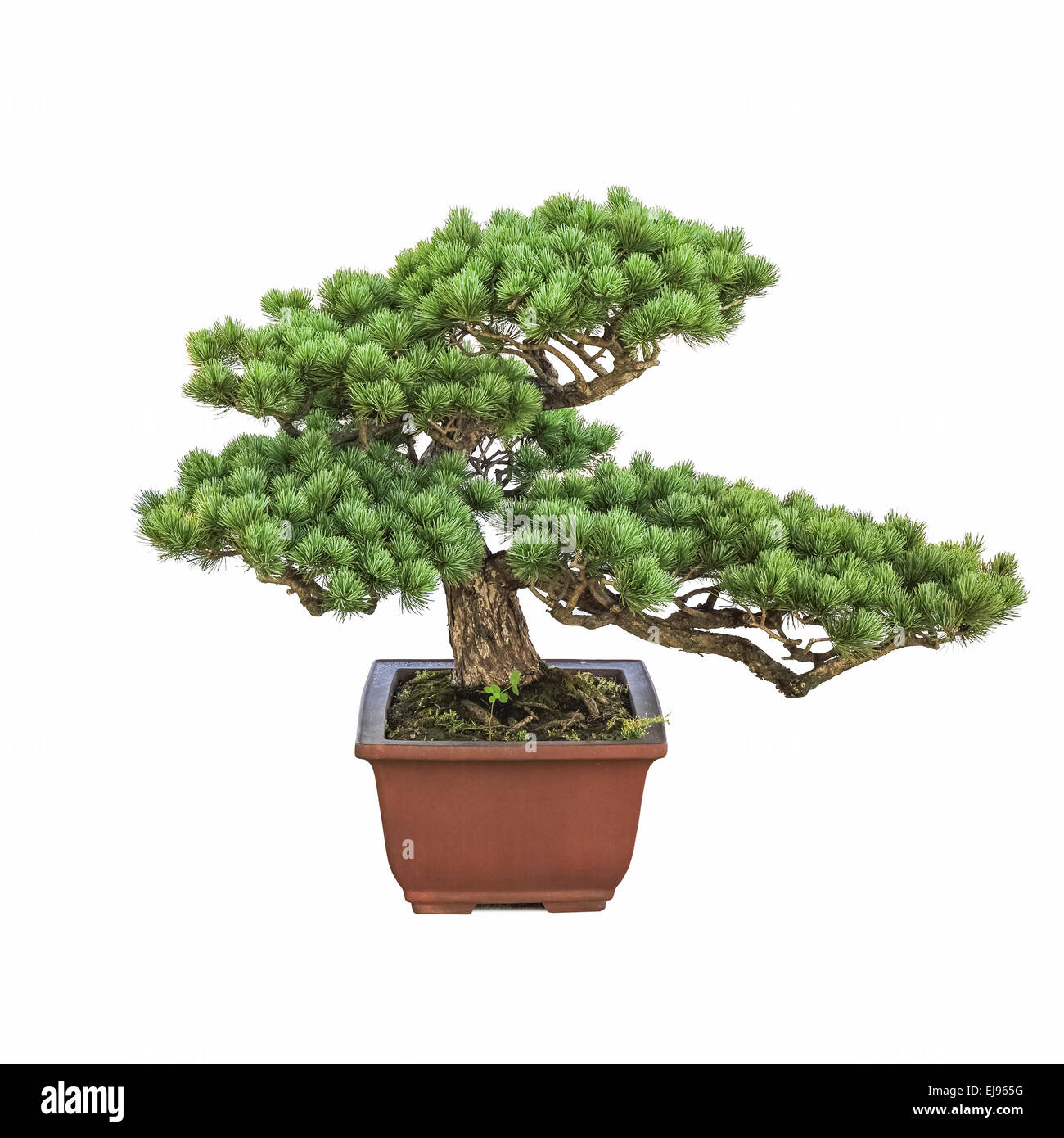 green bonsai pine tree Stock Photo
