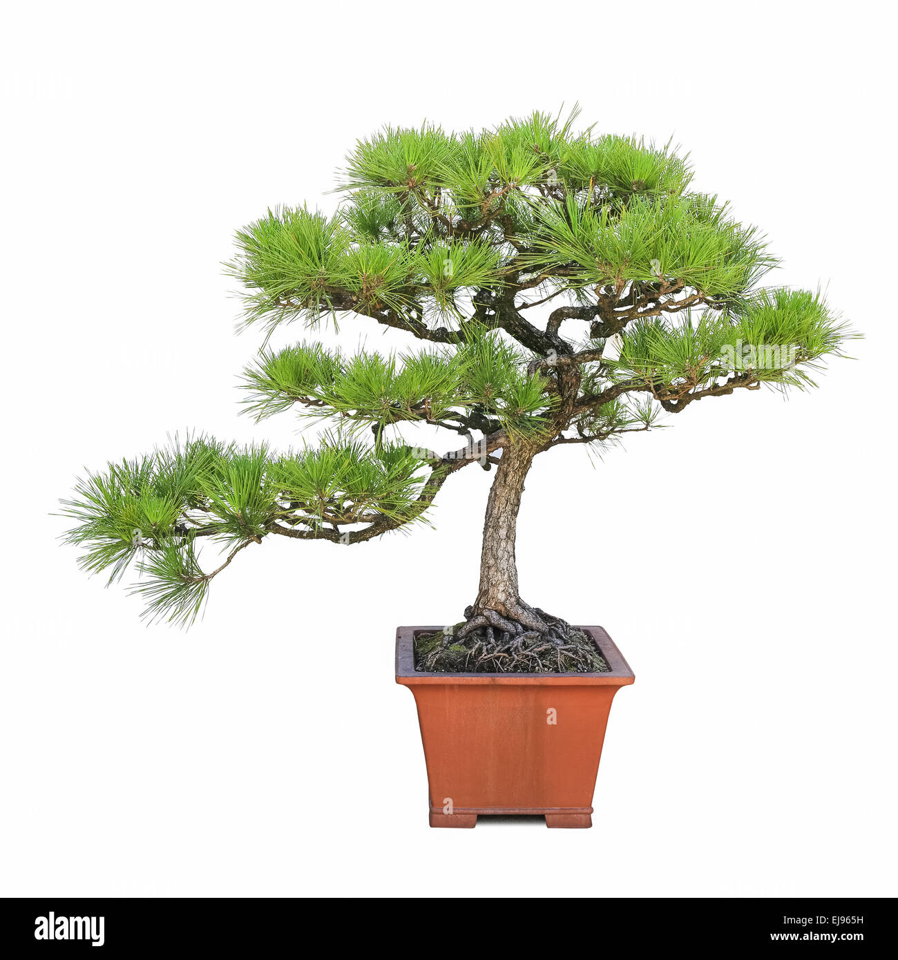 green bonsai pine tree Stock Photo