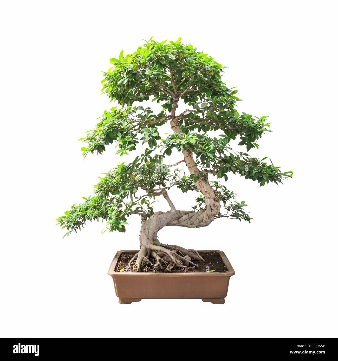 bonsai banyan tree Stock Photo