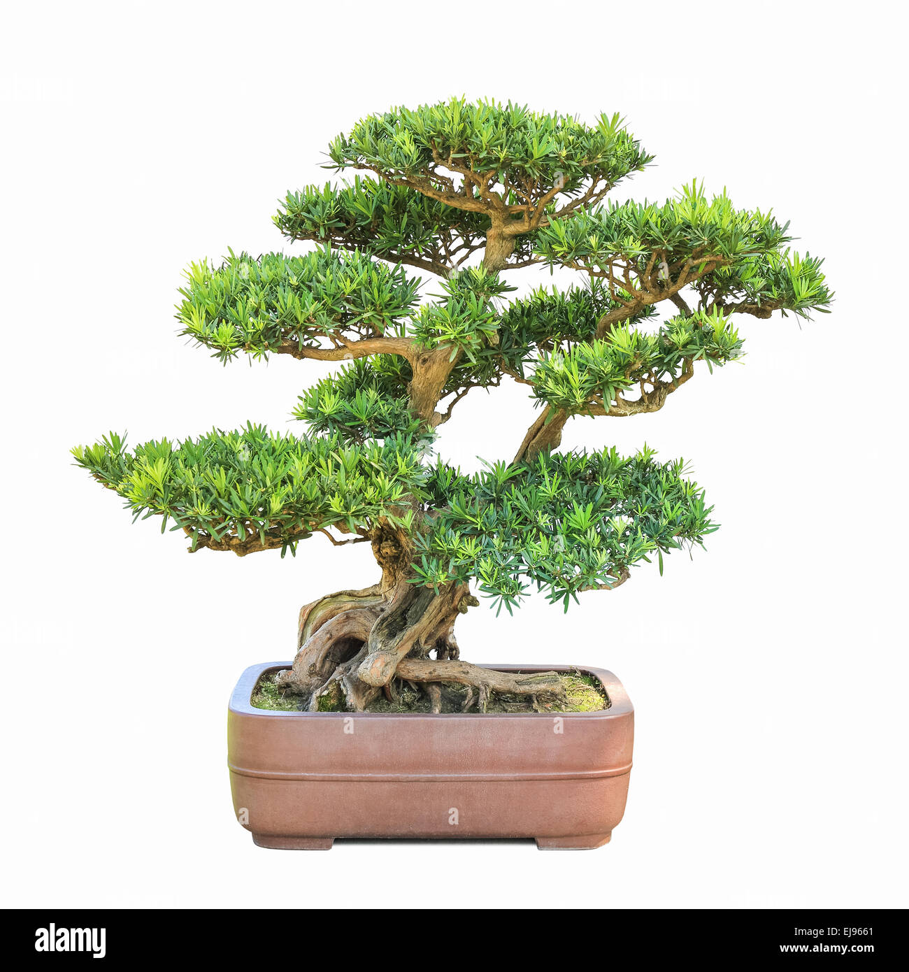 green bonsai elm tree Stock Photo