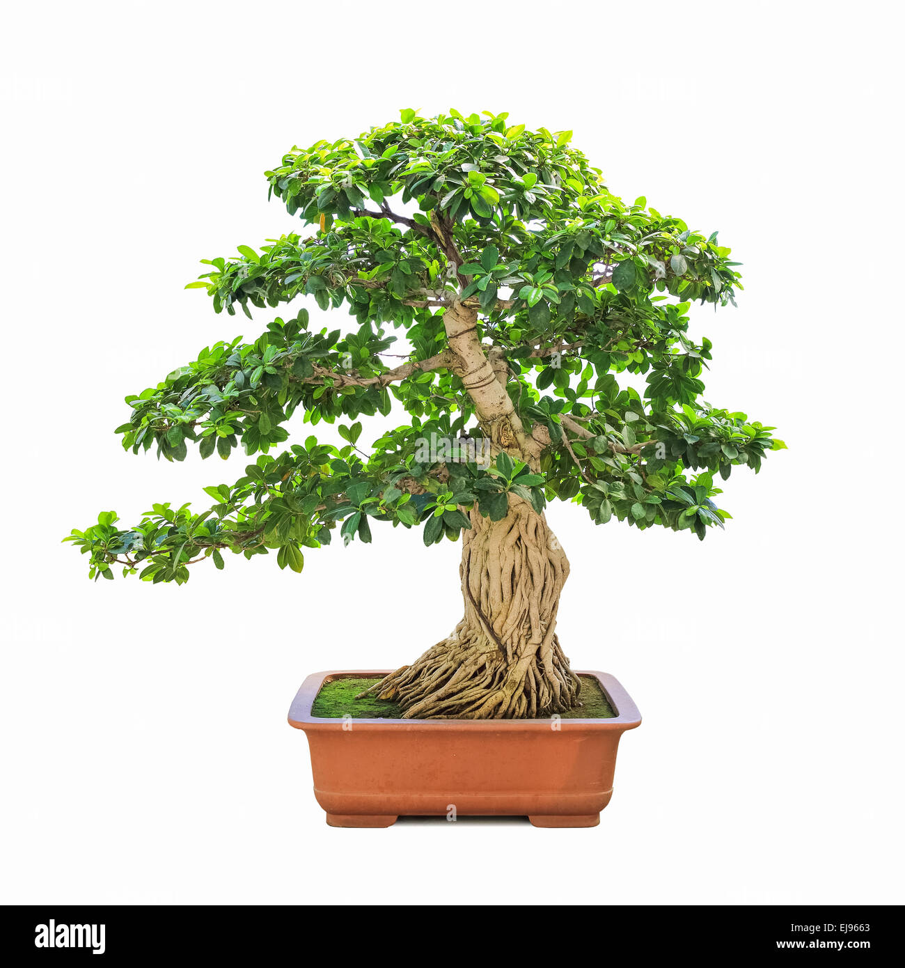 green bonsai banyan tree Stock Photo