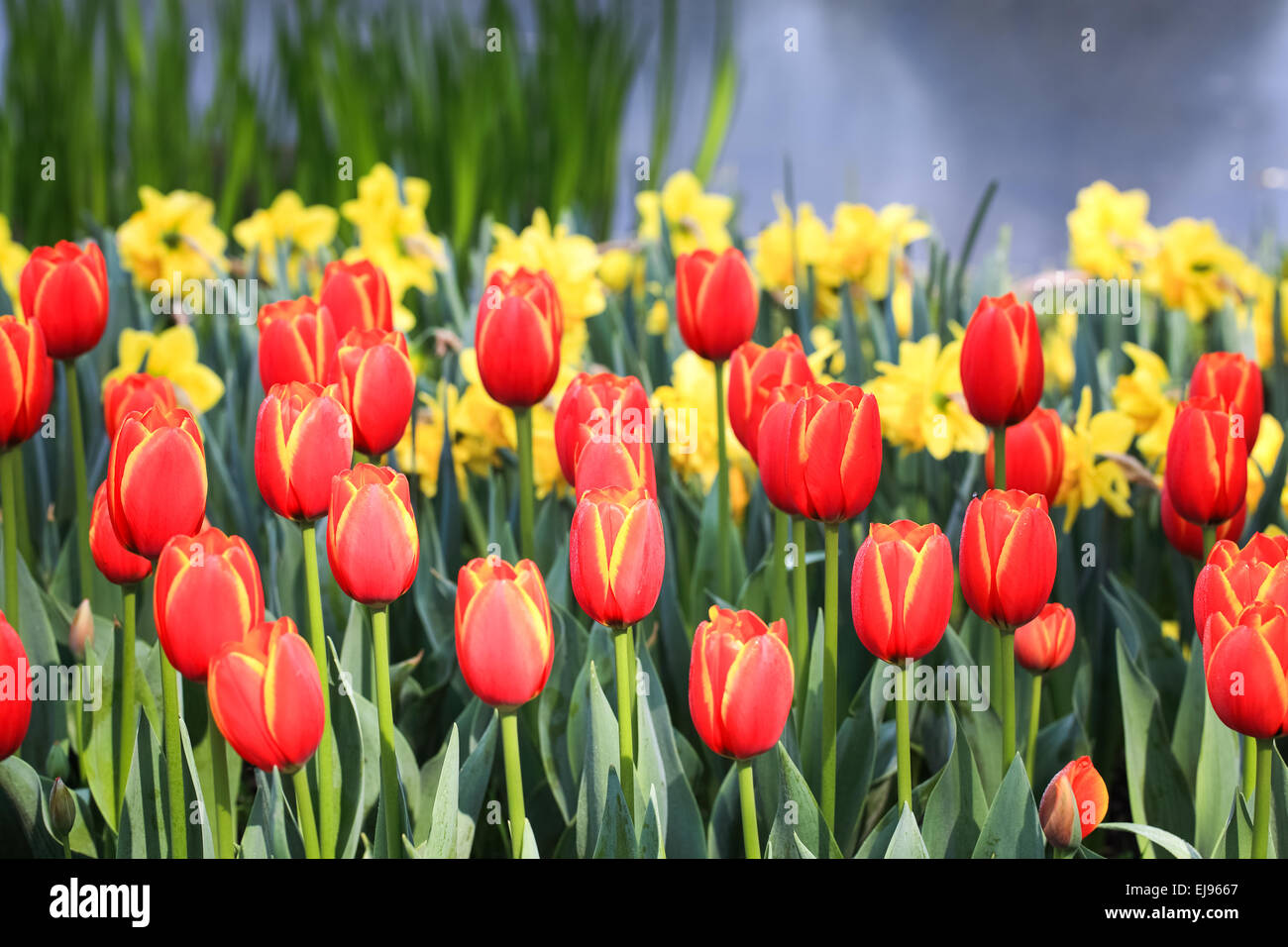 spring tulip flowers Stock Photo