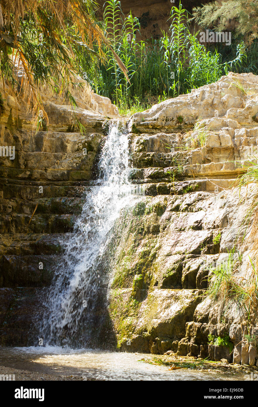 Ein Gedi spring, Israel. Stock Photo