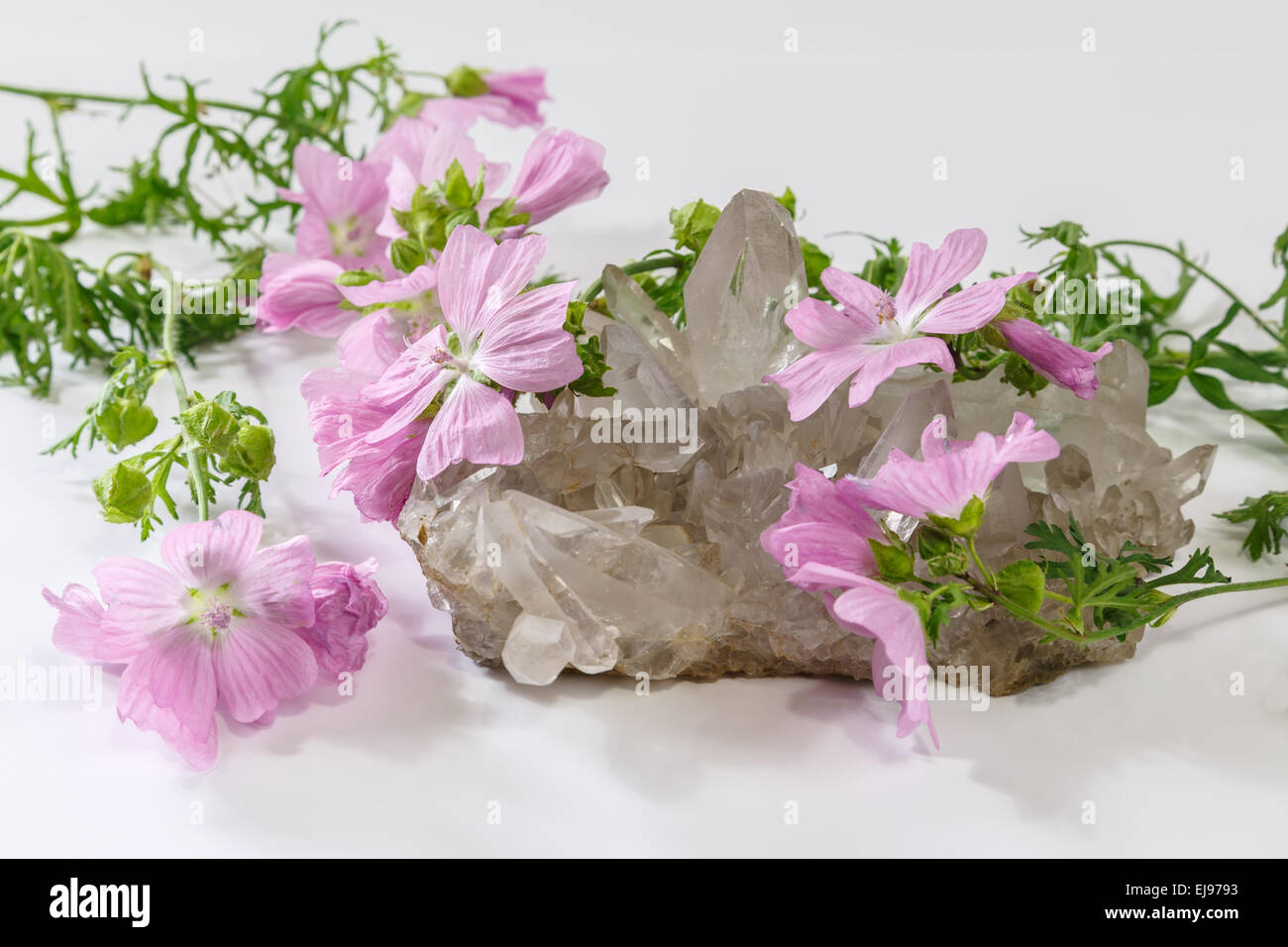 Rose mallow and rock crystal Stock Photo