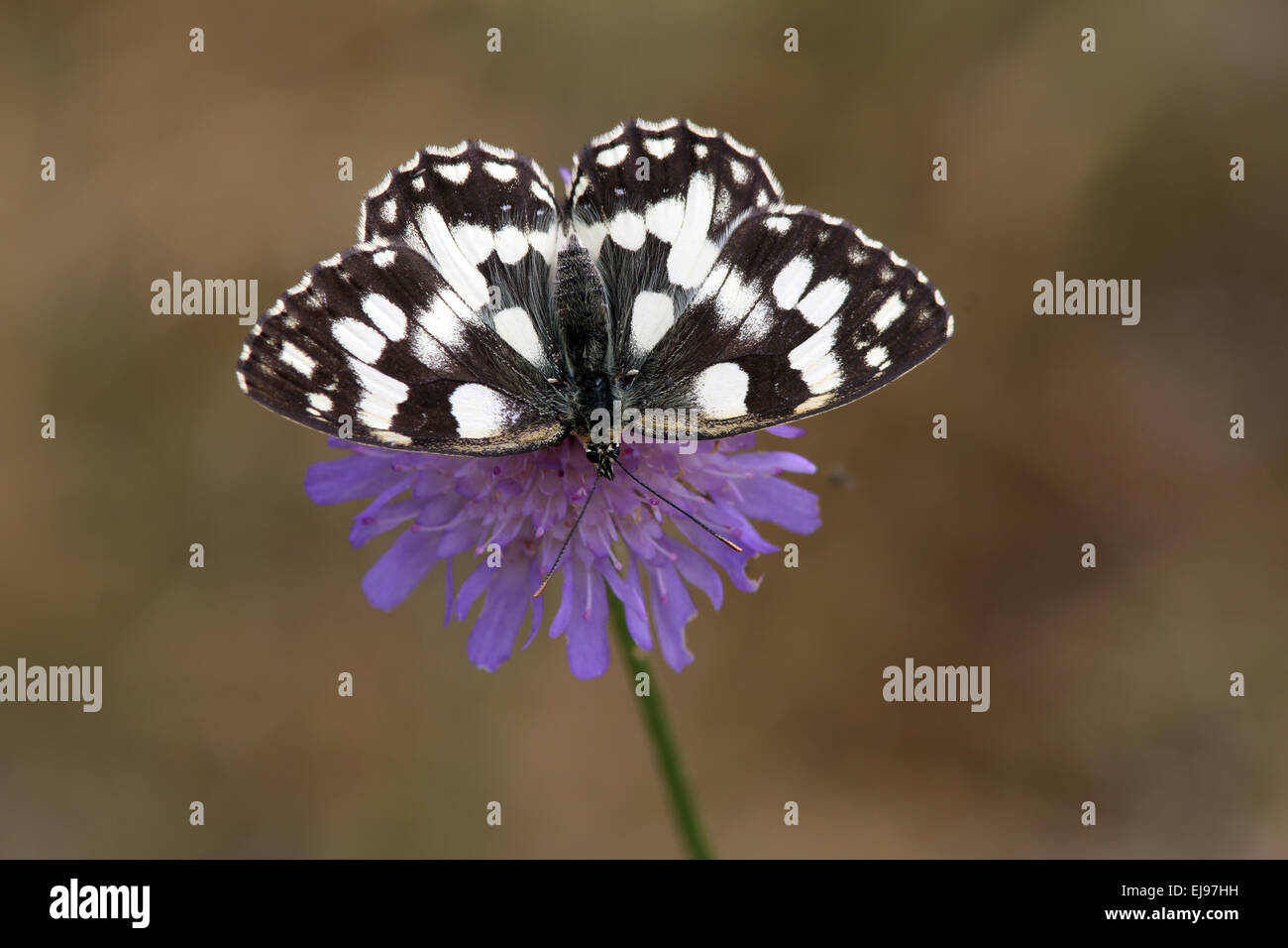 Map butterfly, Araschnia levana Stock Photo