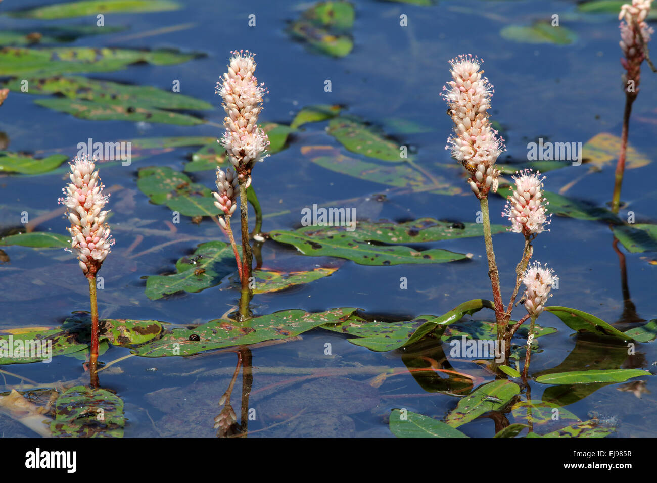 Water knotweet, Persicaria amphibia Stock Photo
