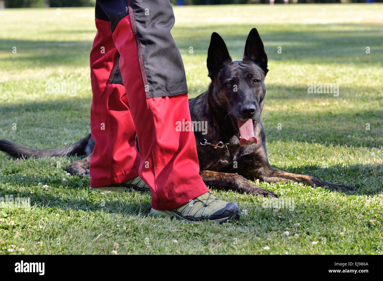 Dutch Shepherd is located at the foot Stock Photo