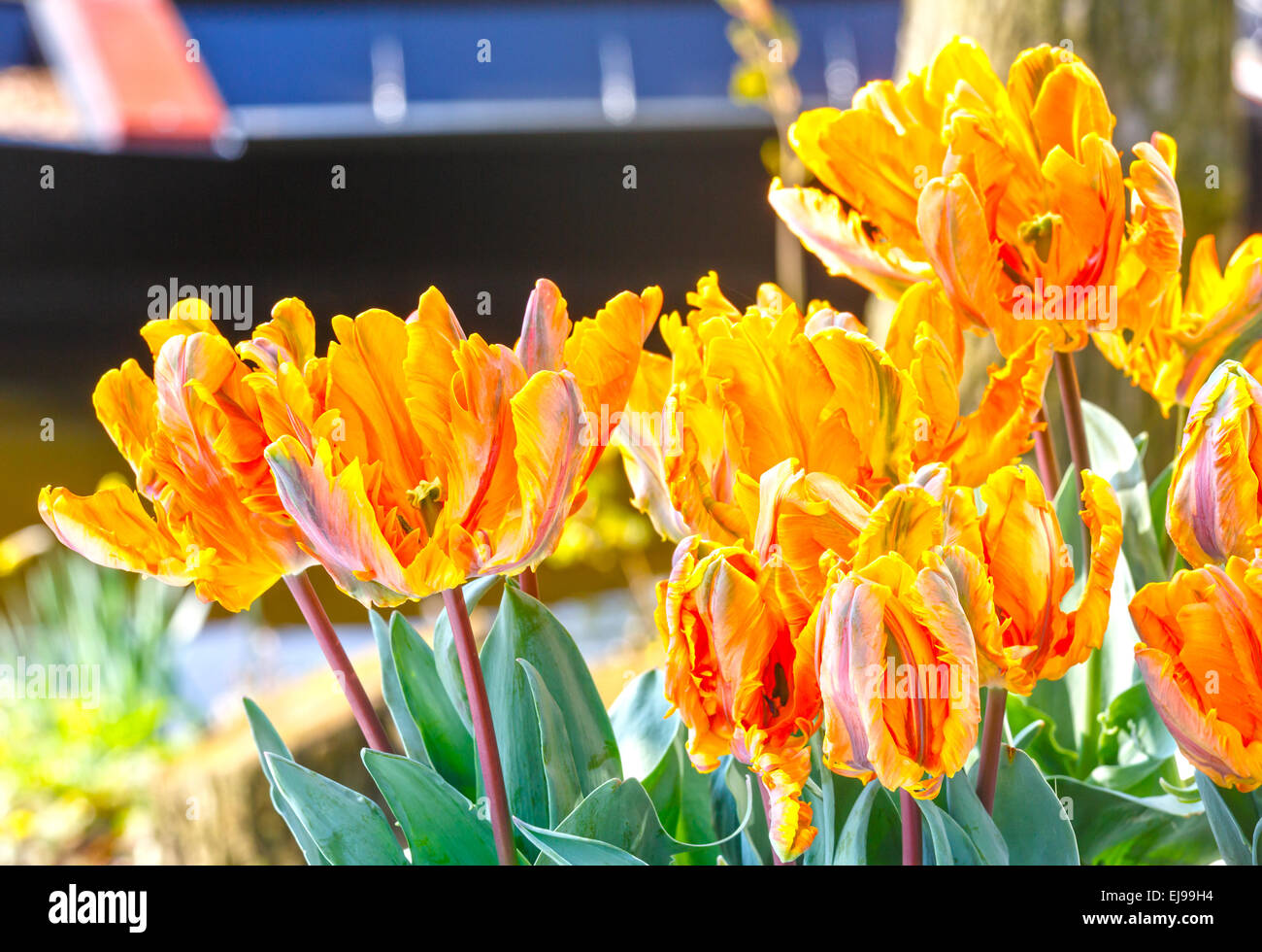 Yellow tulips in spring park Stock Photo - Alamy