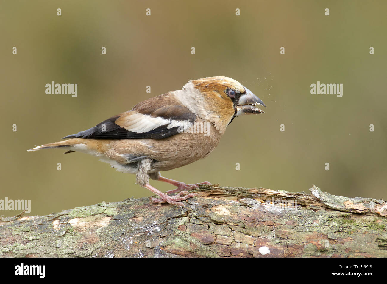 Hawfinch Stock Photo