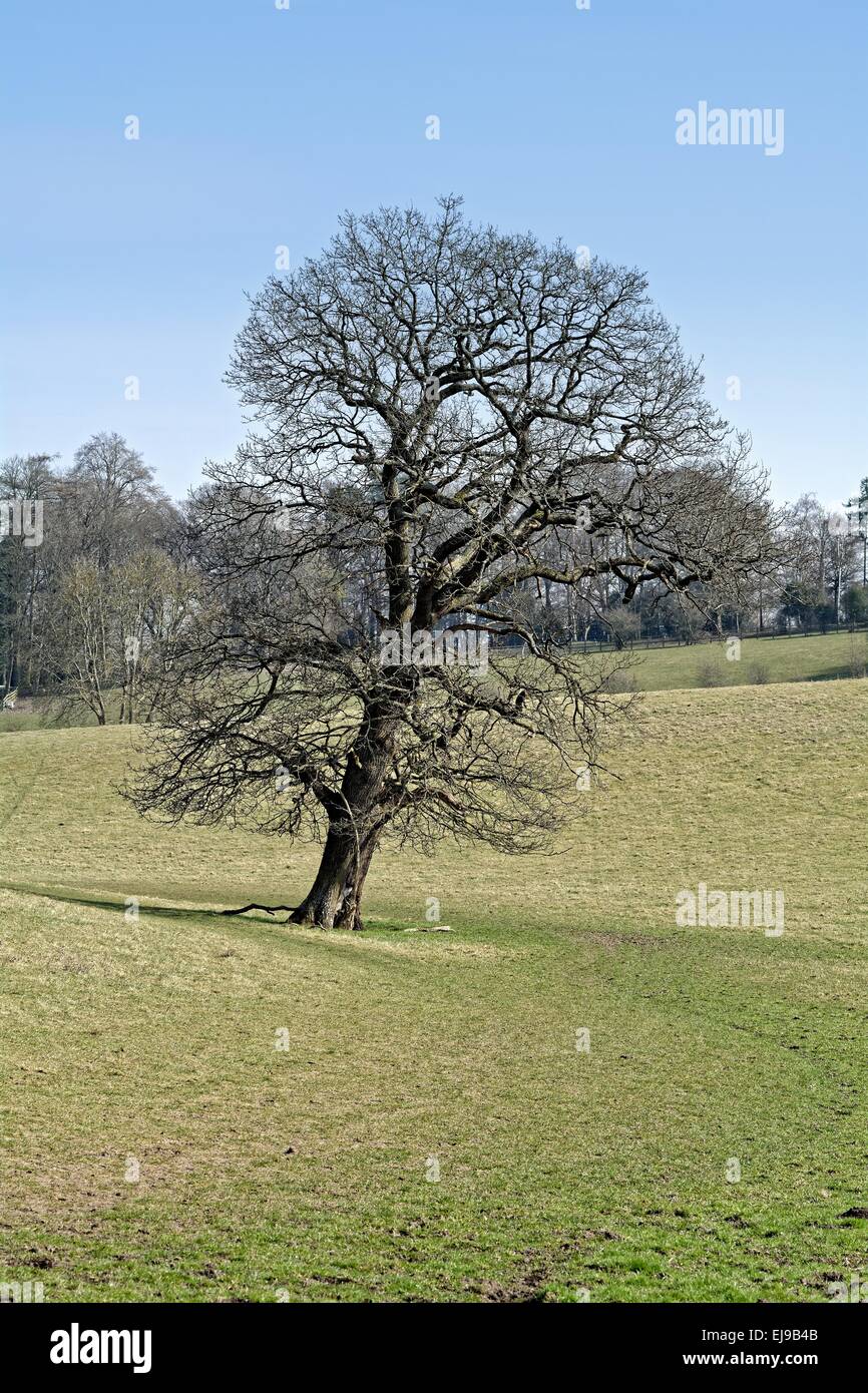 Single oak tree in the Surrey Hills Stock Photo
