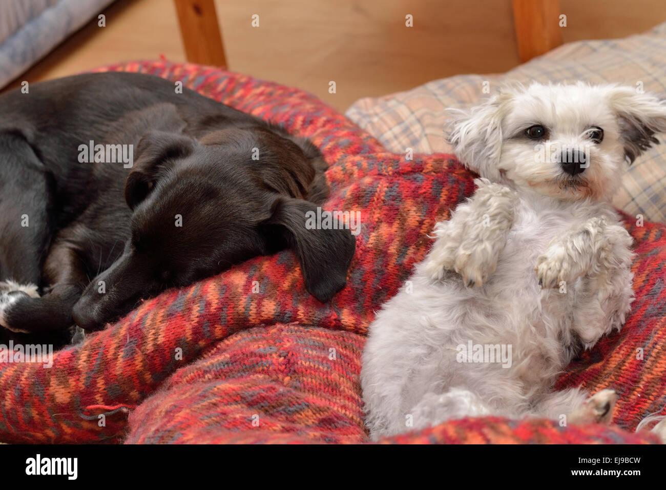 Two dogs are in the dog bed Stock Photo