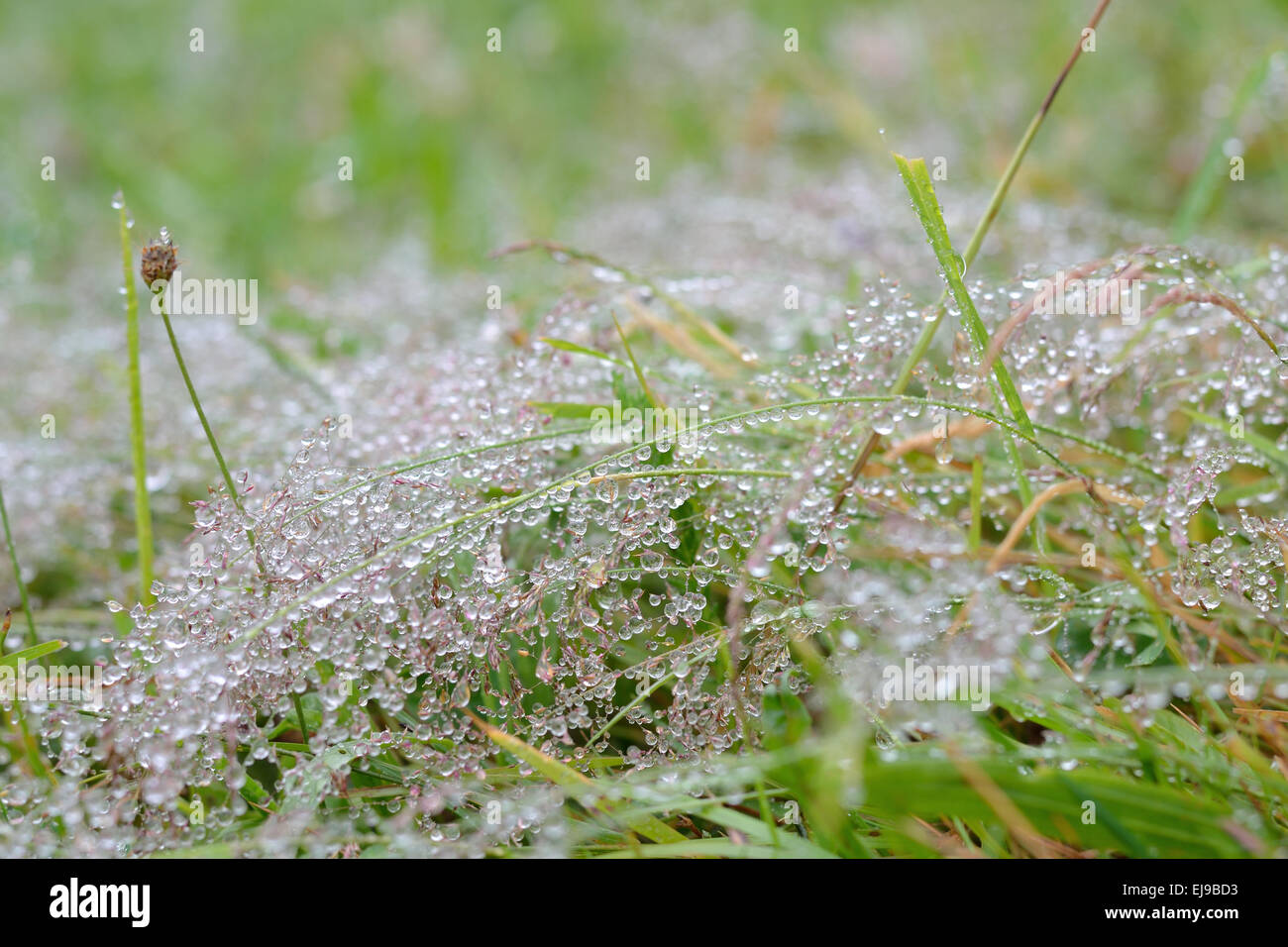fine raindrops after rain on grass Stock Photo