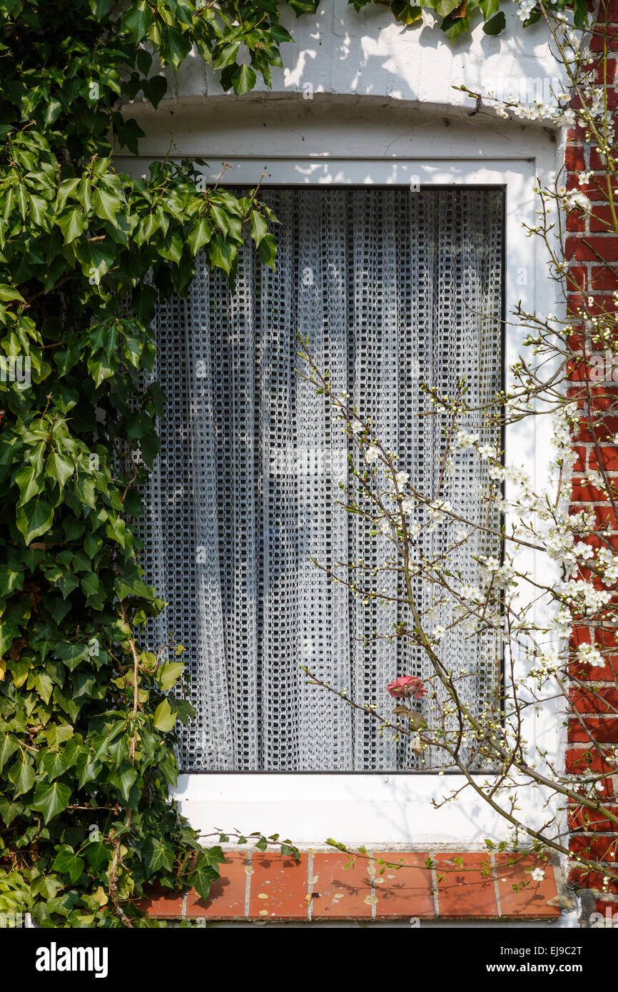 Curtain in the window Stock Photo Alamy