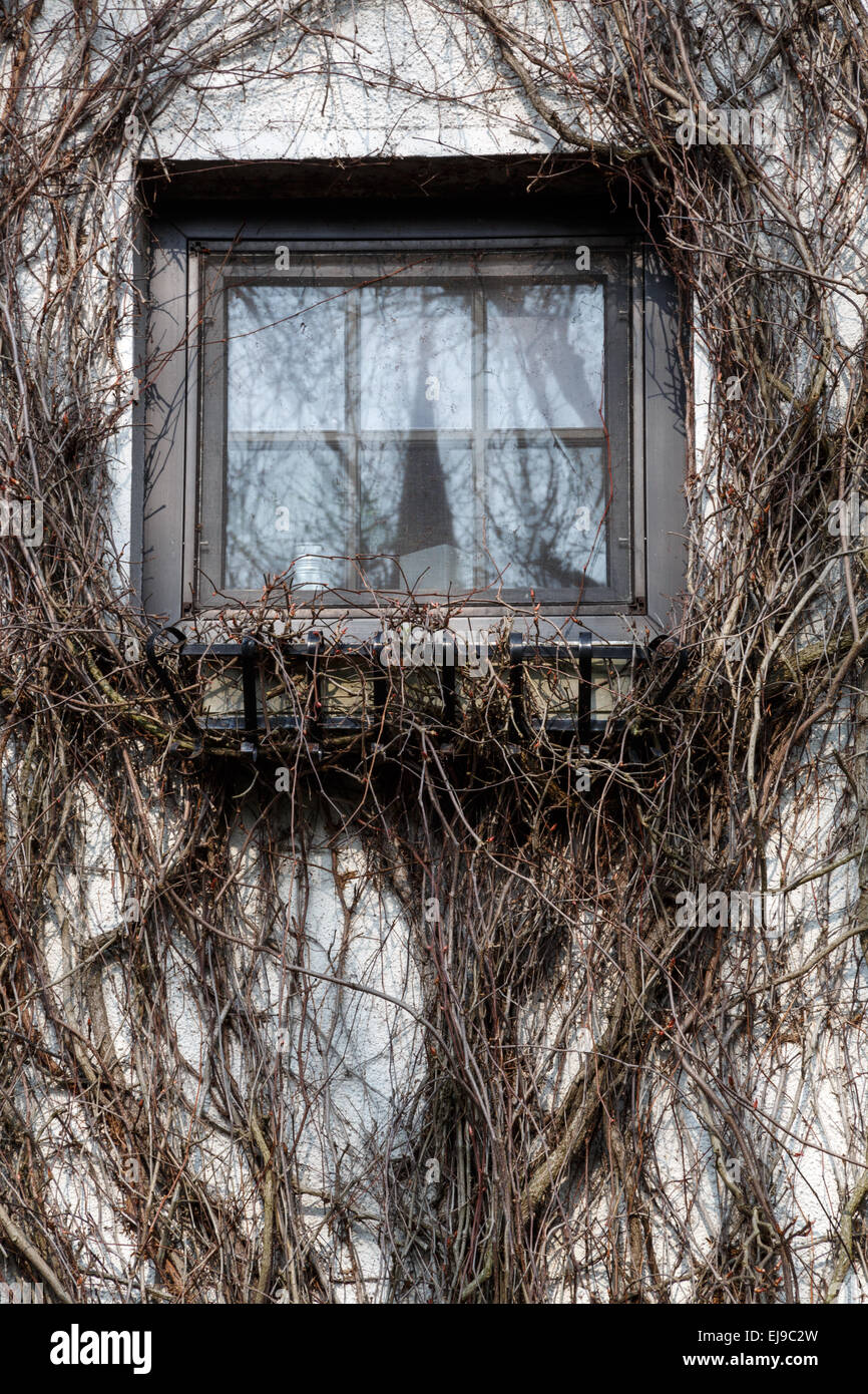 Overgrown window Stock Photo