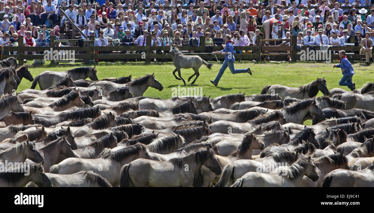 Wild horses catch, Duelmen, Germany Stock Photo Alamy