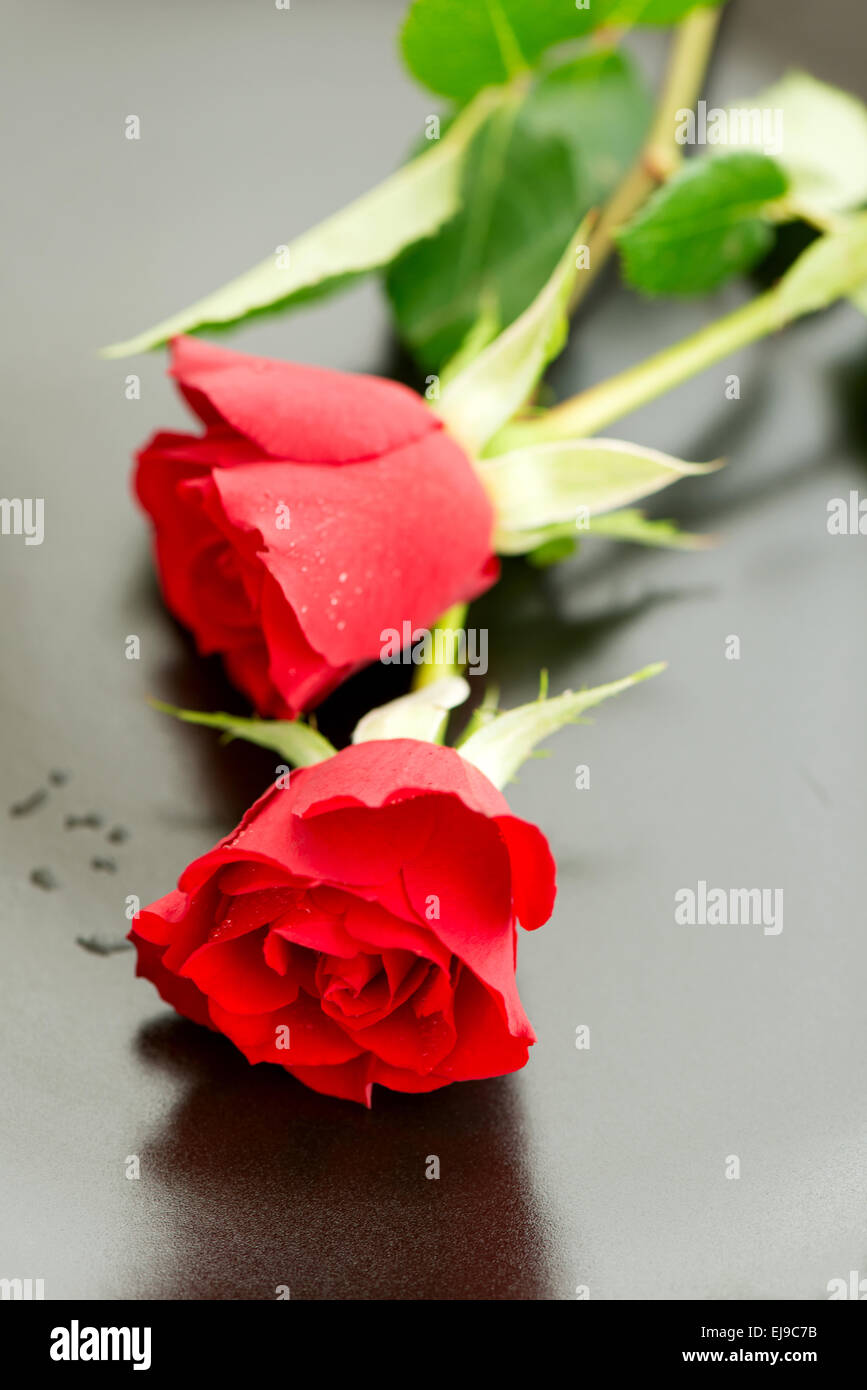 Two beautiful red roses on hi-res stock photography and images - Alamy