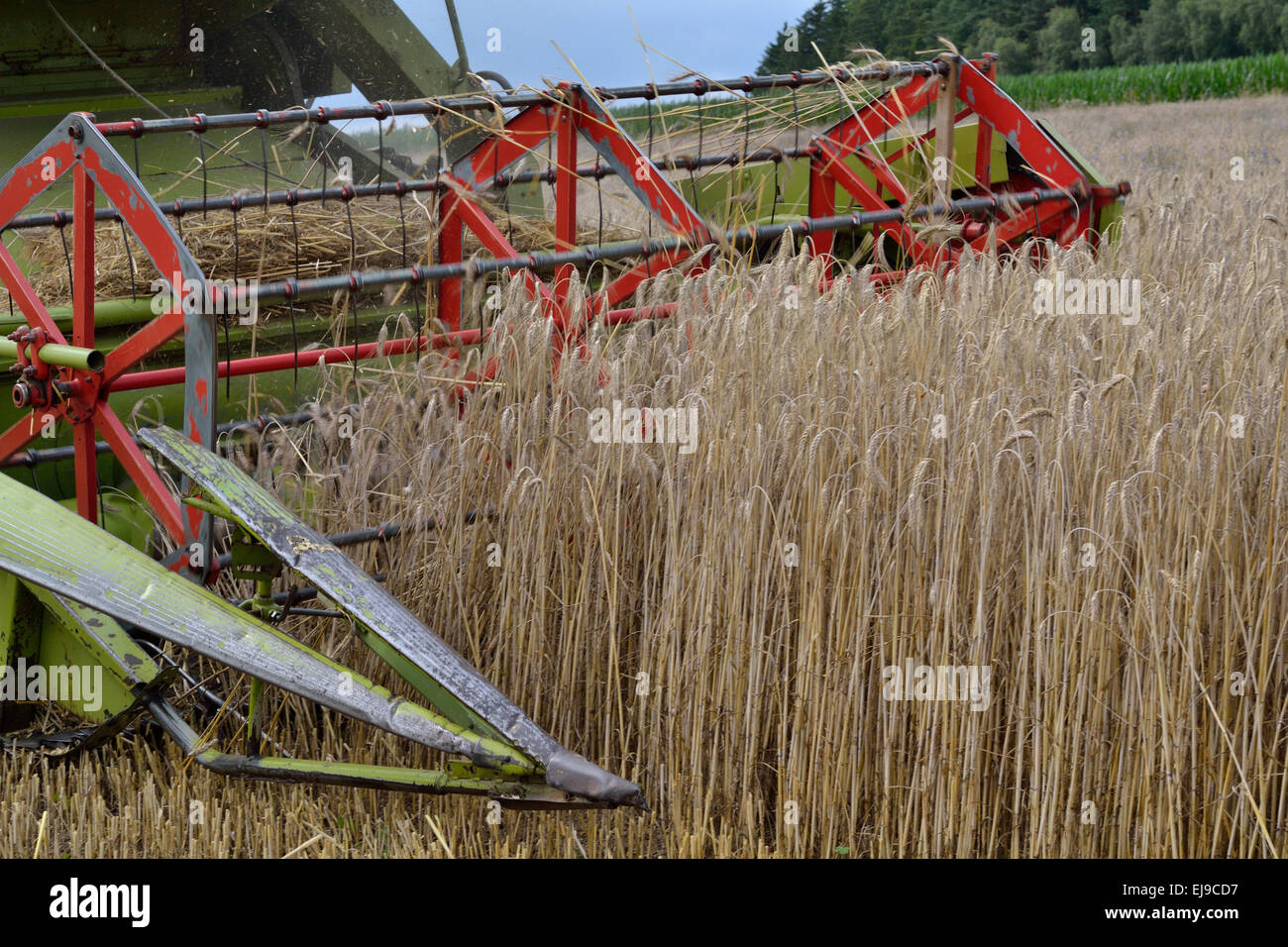 Corn is harvested - Detail combine harvester Stock Photo