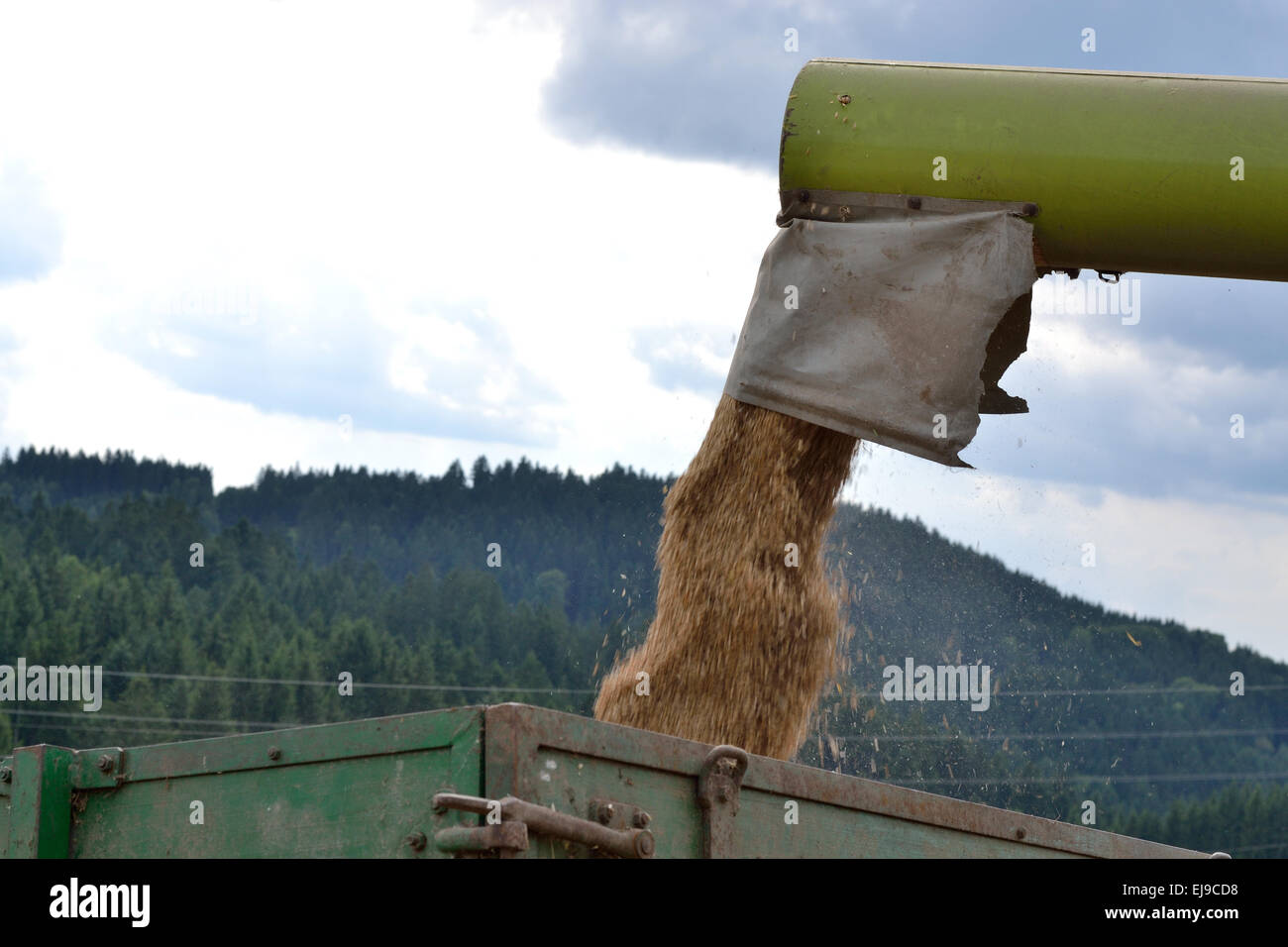 Successful grain harvest Stock Photo
