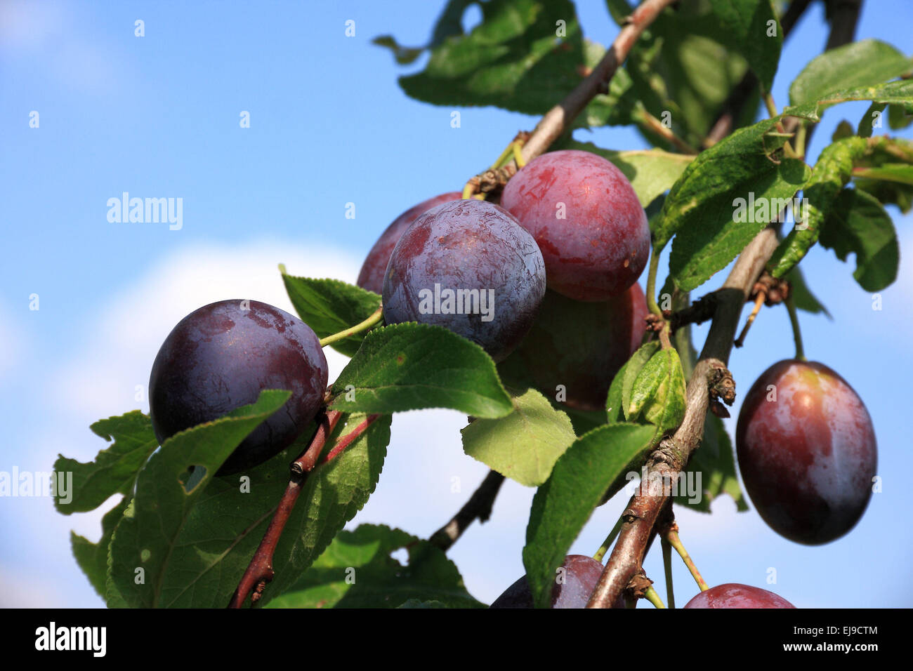 Ripe prunes at the tree Stock Photo Alamy