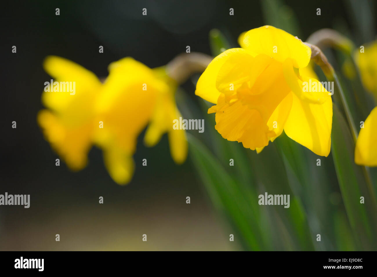 Yellow daffodil flower close up daffodils flowers narcissus Stock Photo