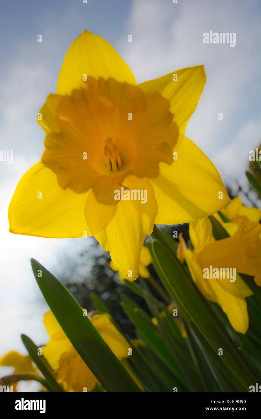 Yellow daffodil flower close up daffodils flowers narcissus Stock Photo