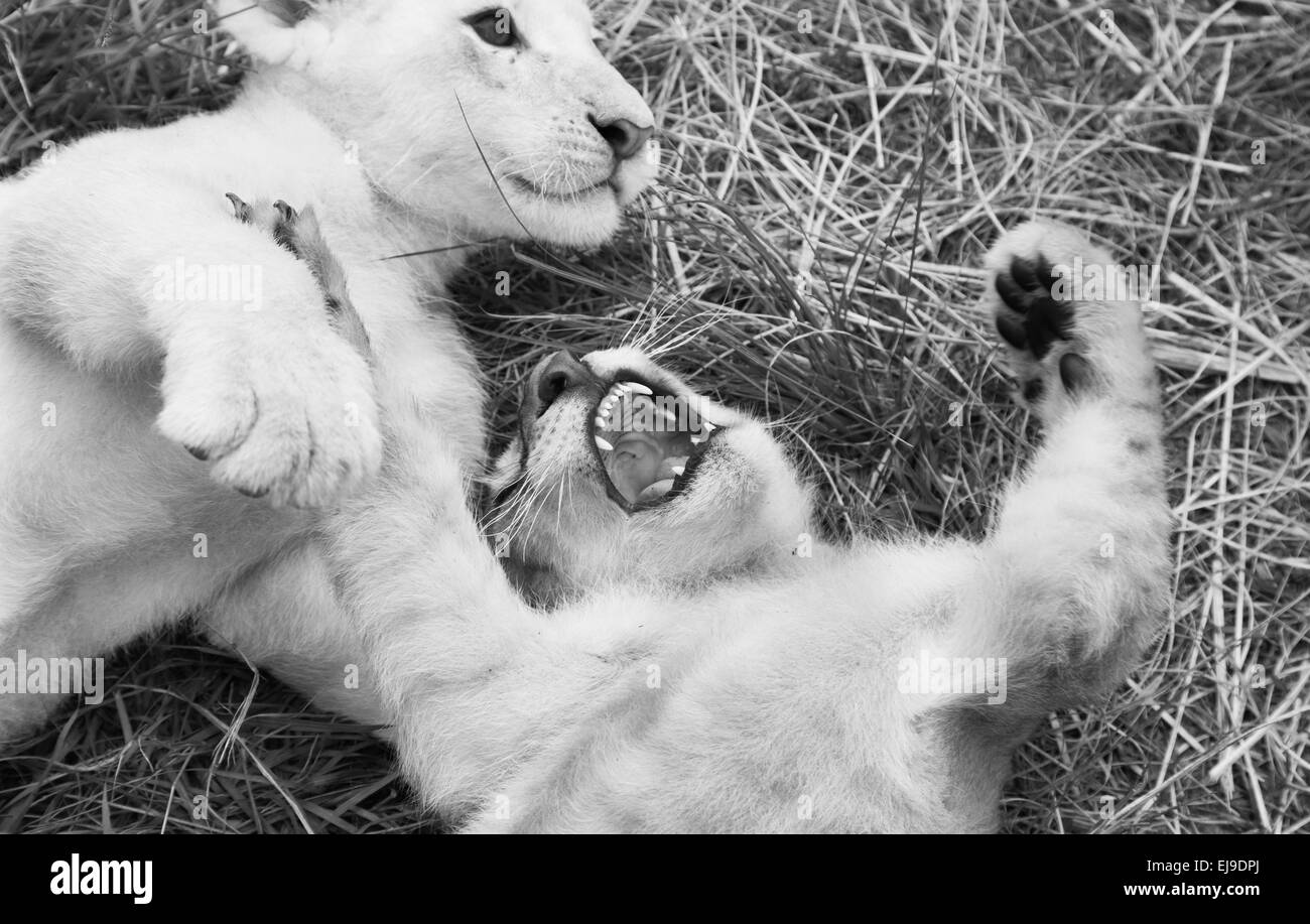 Two lion cubs wresting and play fight in an african cat sanctuary. Stock Photo