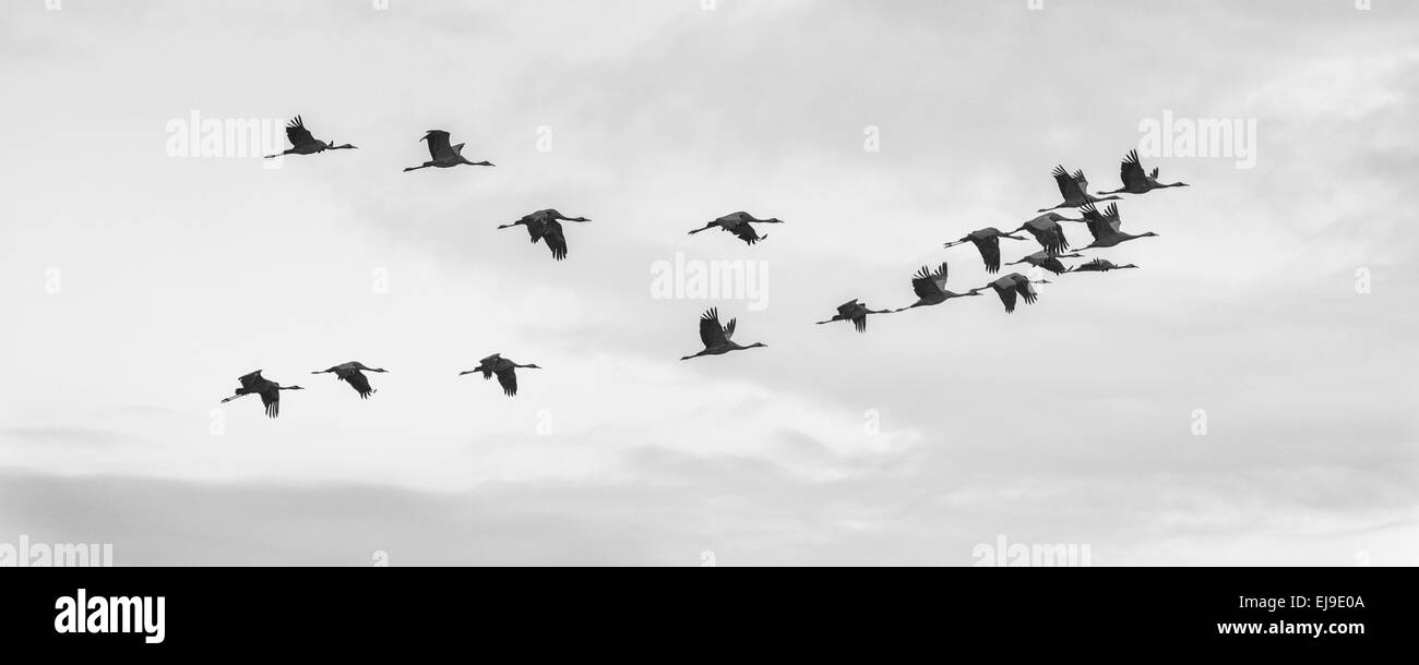 flying Common cranes, Oeland, Sweden Stock Photo