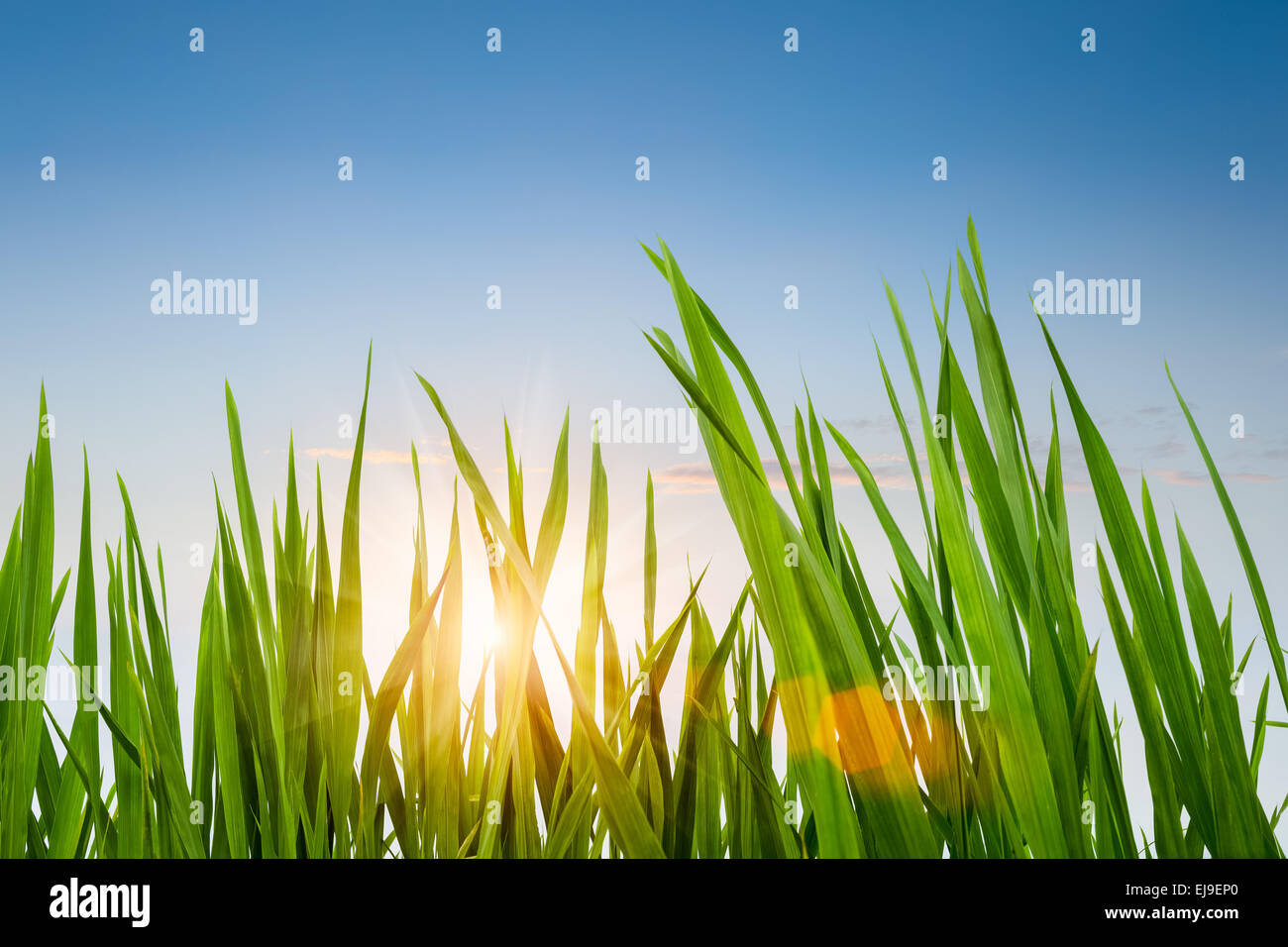 green grass with dusk sky Stock Photo
