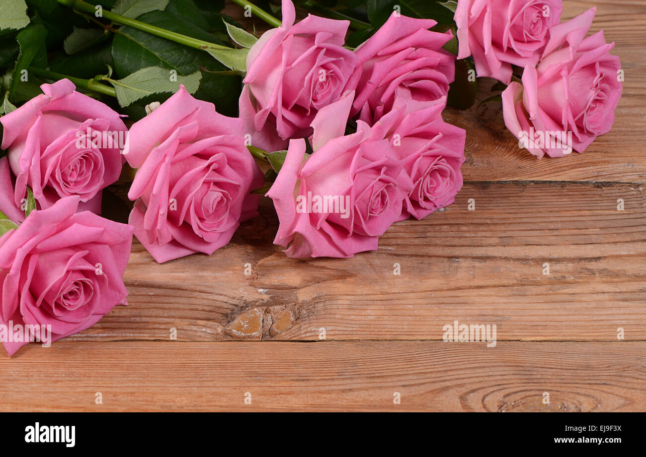 The pink beautiful rose a background Stock Photo - Alamy