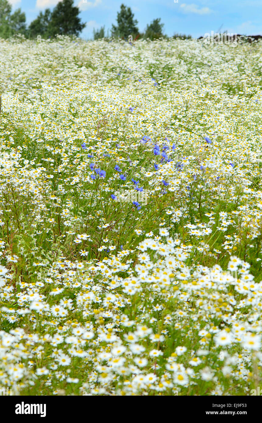 Summer field with daisies Stock Photo