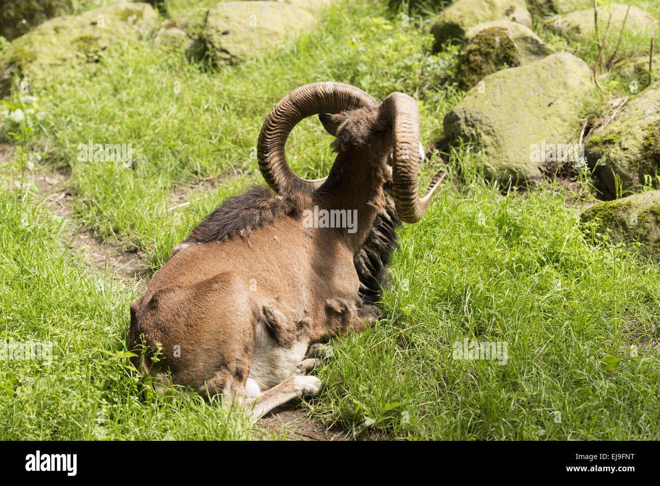 Muflon hi-res stock photography and images - Alamy