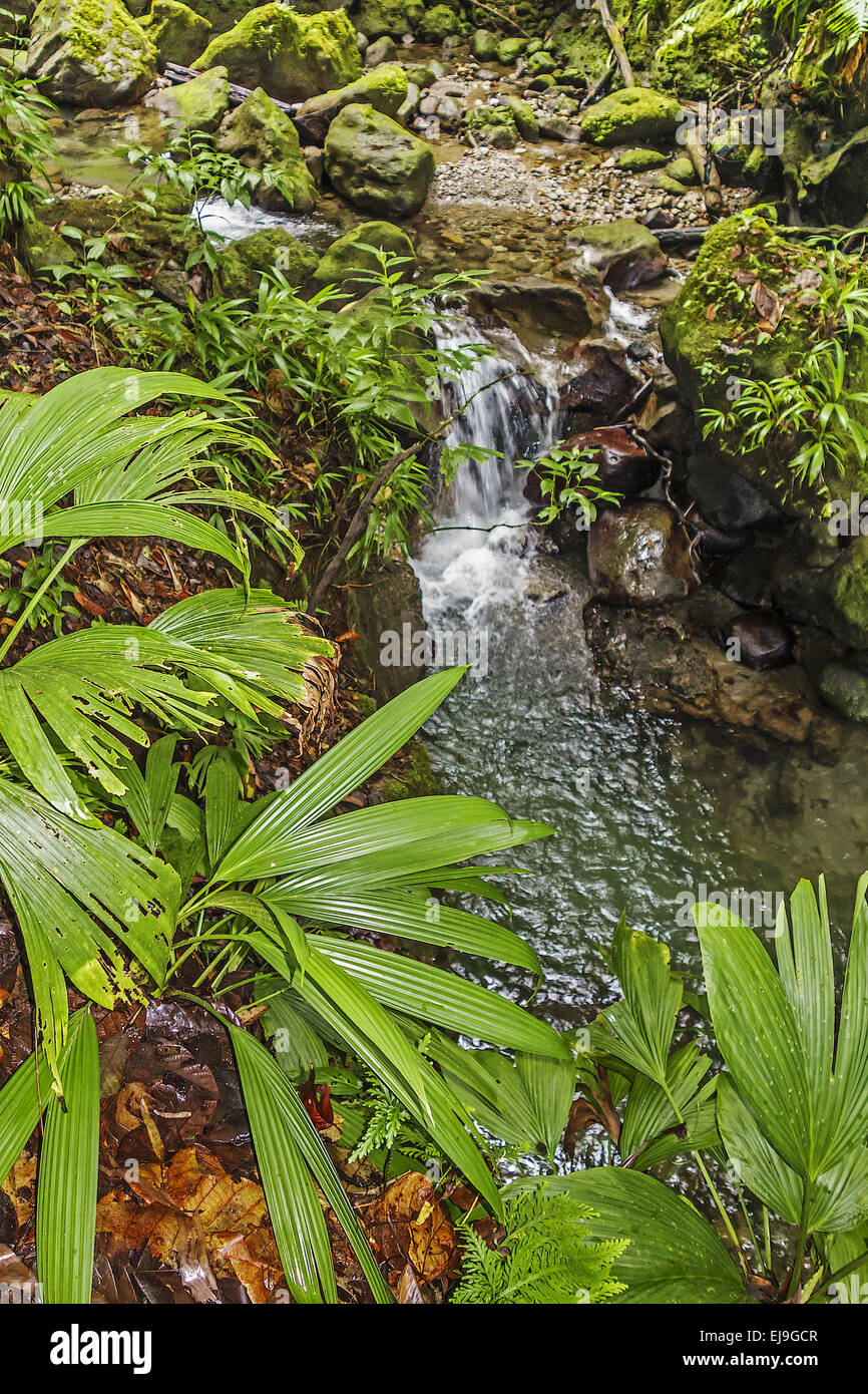 Plants of dominica hires stock photography and images Alamy