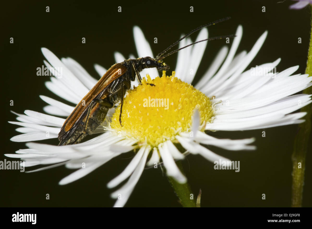 beetle on a daisy macro Stock Photo