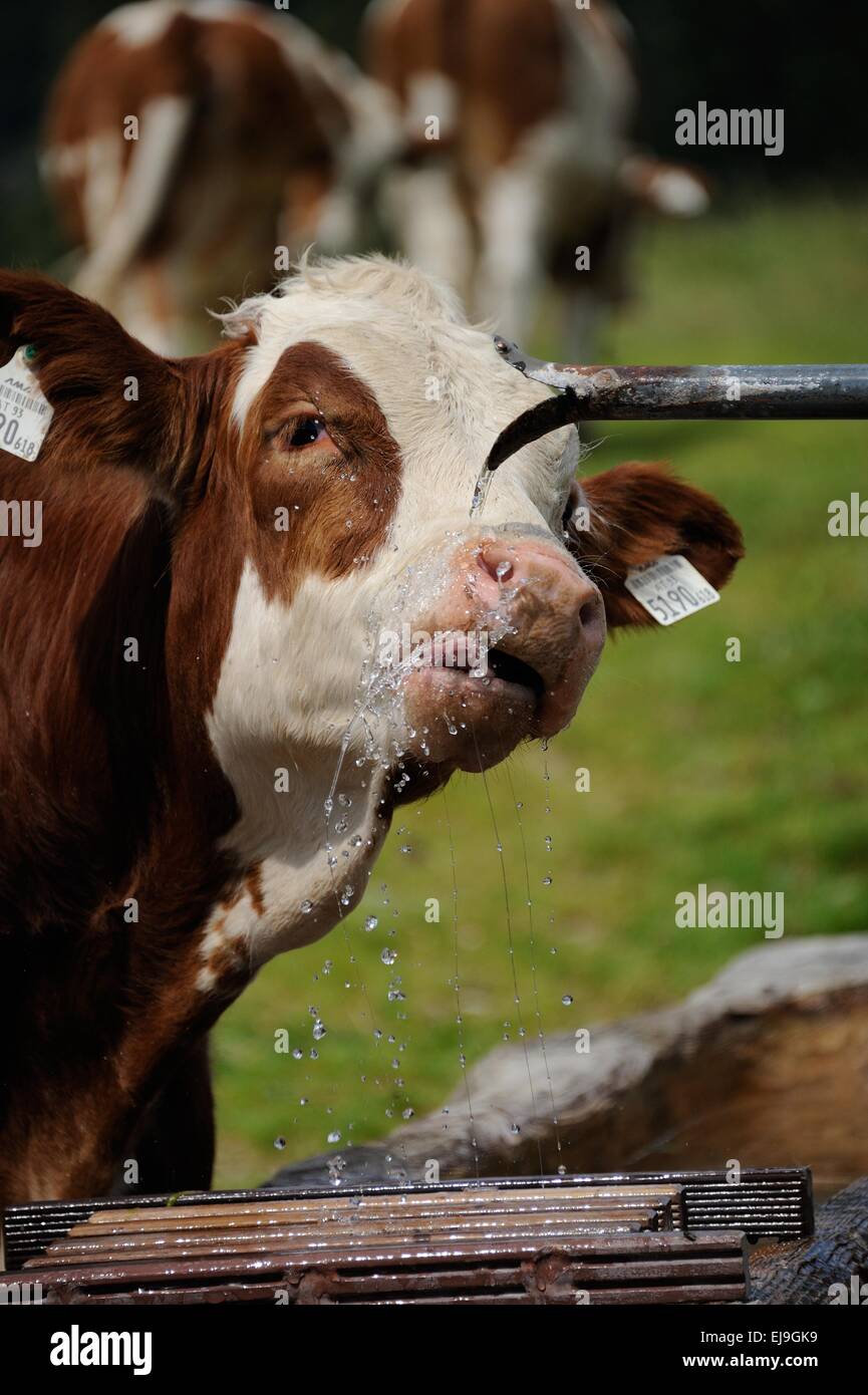 Alpen cow hi-res stock photography and images - Alamy