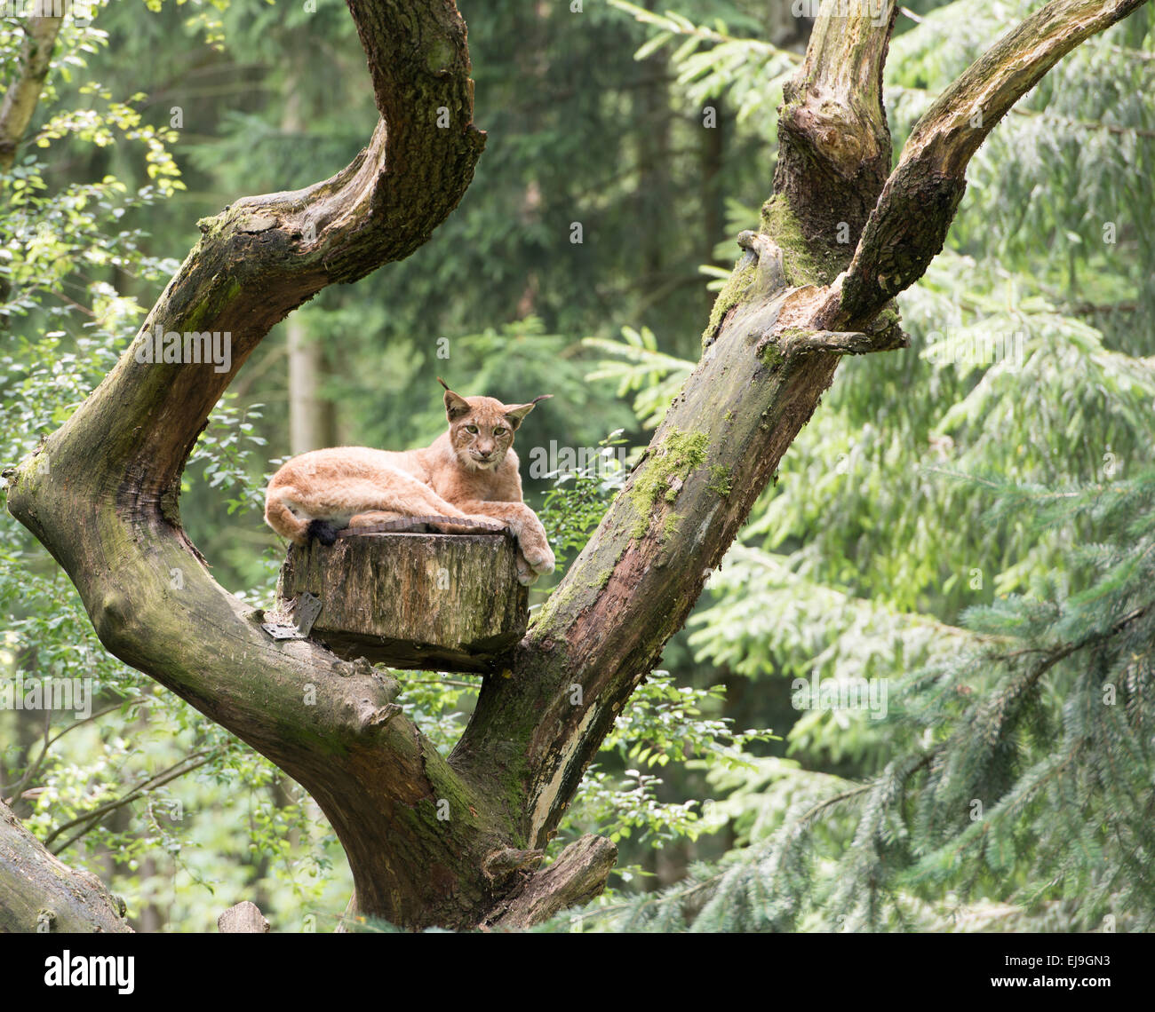 Lynx in the wild Stock Photo