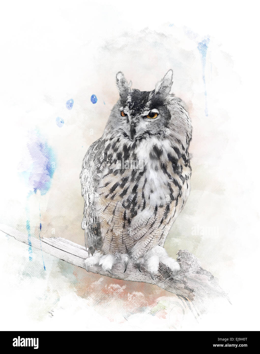 Watercolor Image Of Owl Stock Photo - Alamy
