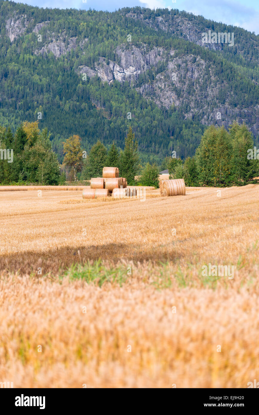 Straw bales on field at summer Stock Photo - Alamy