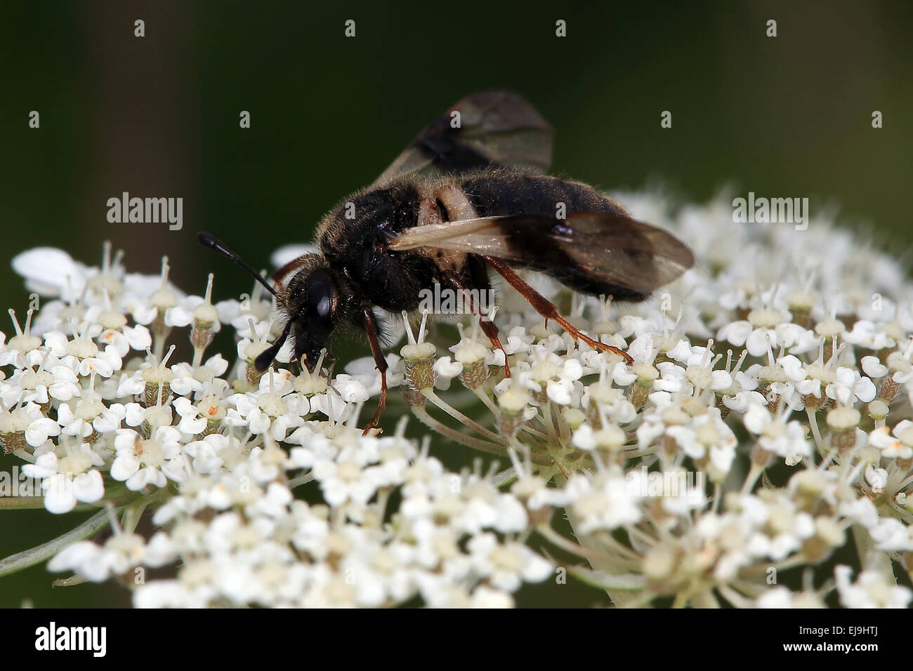 Honeysuckle sawfly, Zaraea (Abia) fasciata Stock Photo