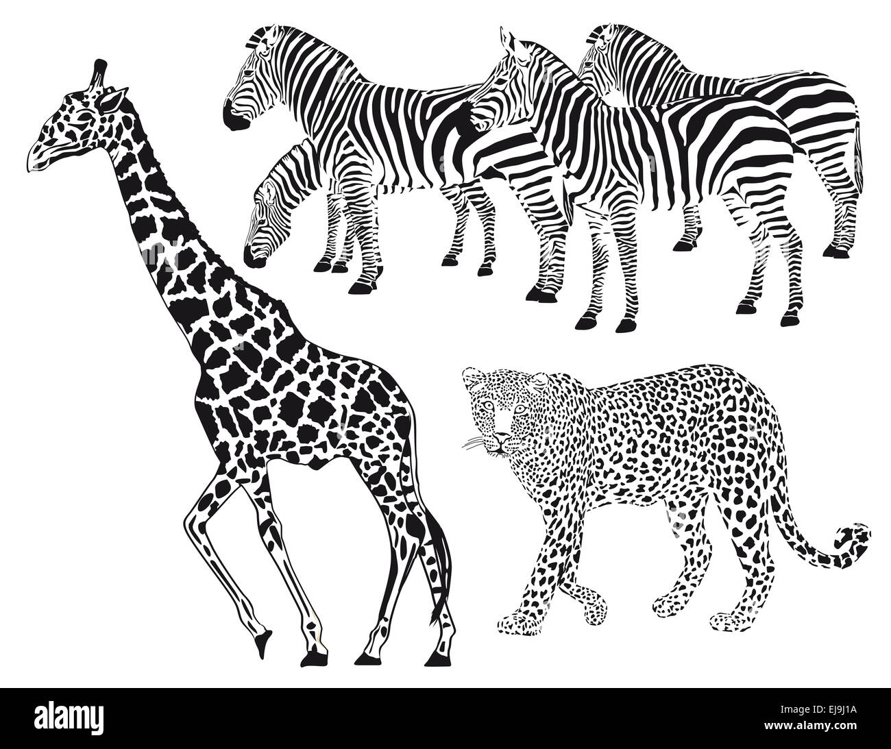 Leopard, Zebra, Giraffe Stock Photo