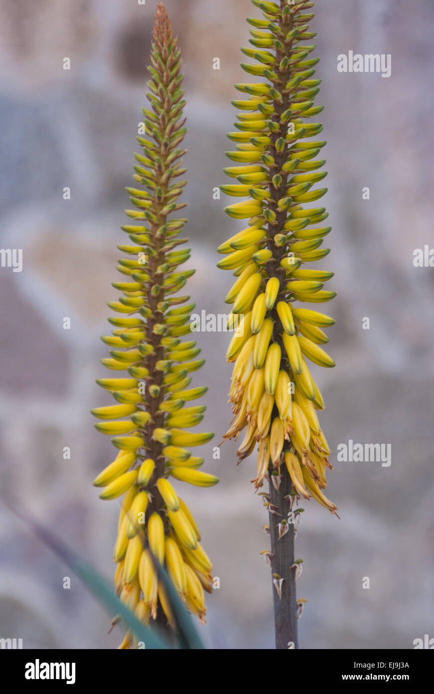 Tall yellow flowers hires stock photography and images Alamy